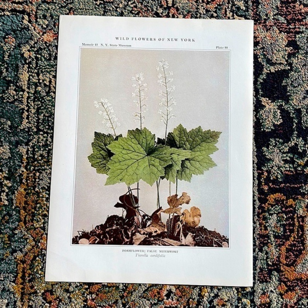 🌹FREE w/purchase Antique Botanical Plant Print Original over 100 years old